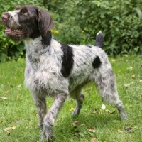 German Wirehaired Pointer breed dog liver and white minepuppy